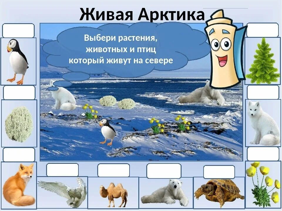 Презентация арктика для дошкольников. Презентация арктика и антарктика для дошкольников. Арктика презентация. Животные арктики и антарктиды. Животные арктики для дошкольников.