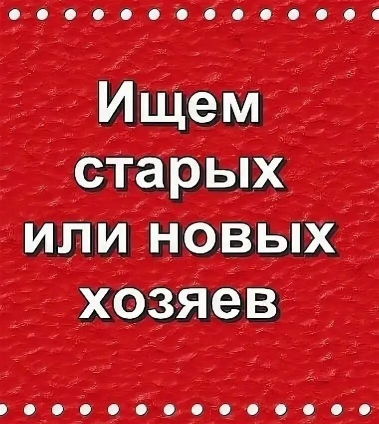 Ищем старых или новых хозяев. Ищем старых хозяев. Ищу прежних или новых хозяев. Ищу новых хозяев.