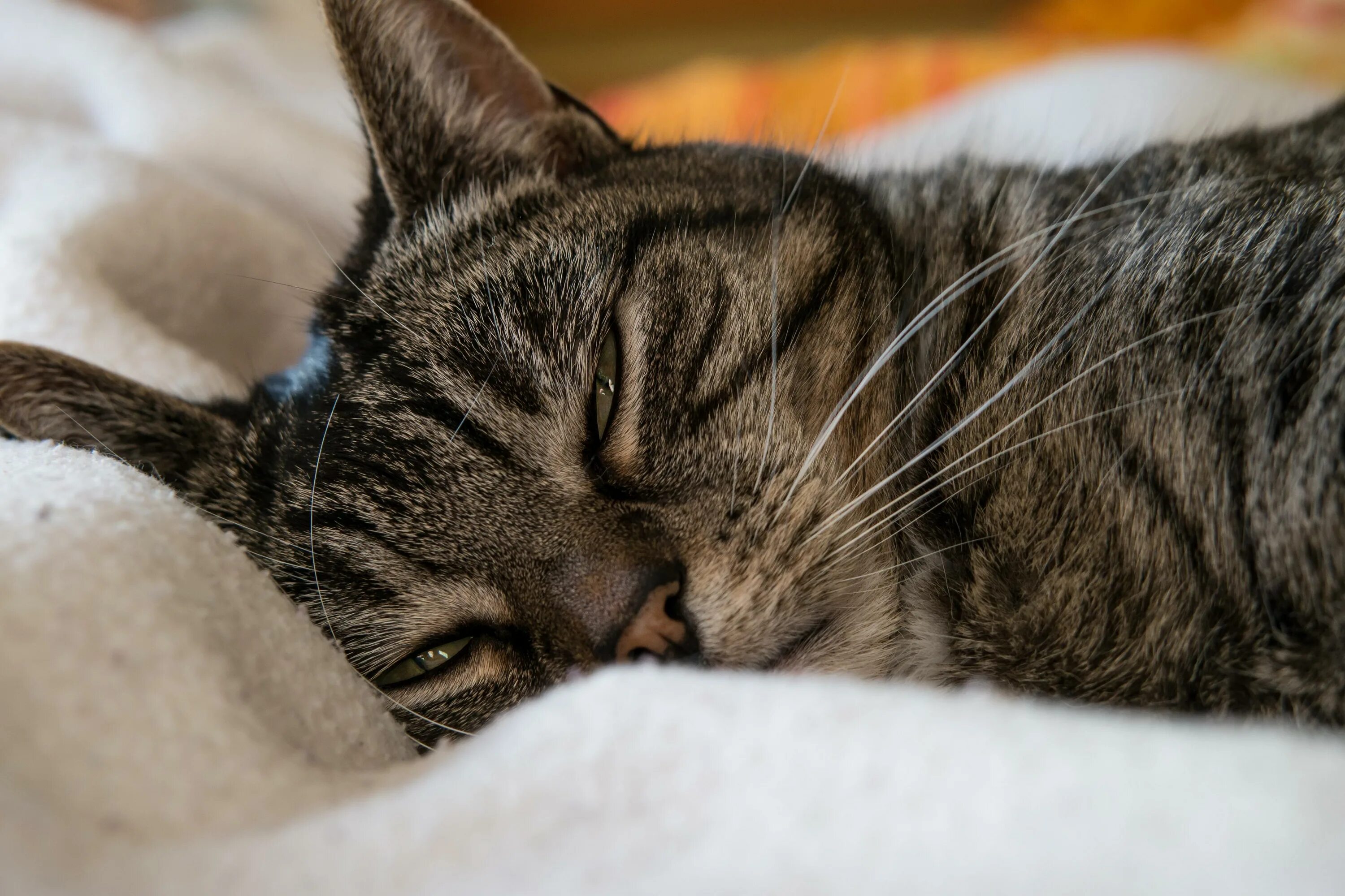 Полосатый кот спит. Милые коты. Спящие котята. Сновидения кошка с котятами. Котенок спит.