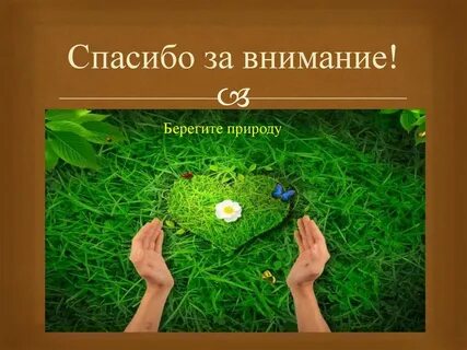 Спасибо за внимание растения