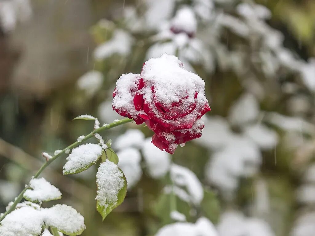 Картинки цветов в снегу. Зимние цветы. Цветы зимой. Снежные цветы. Цветочек на снегу.