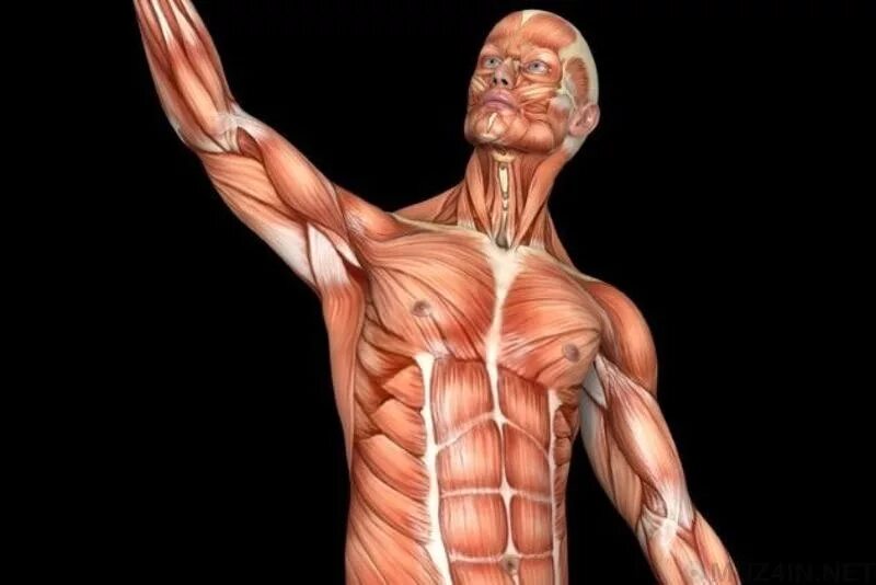 Мышцы орган человека. Мышцы. Человеческие мышцы. Мышцы тела. Тело человека мускулы.