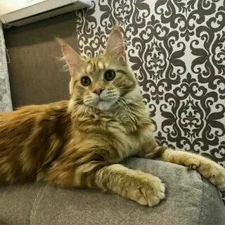 Авито мейн кун в добрые