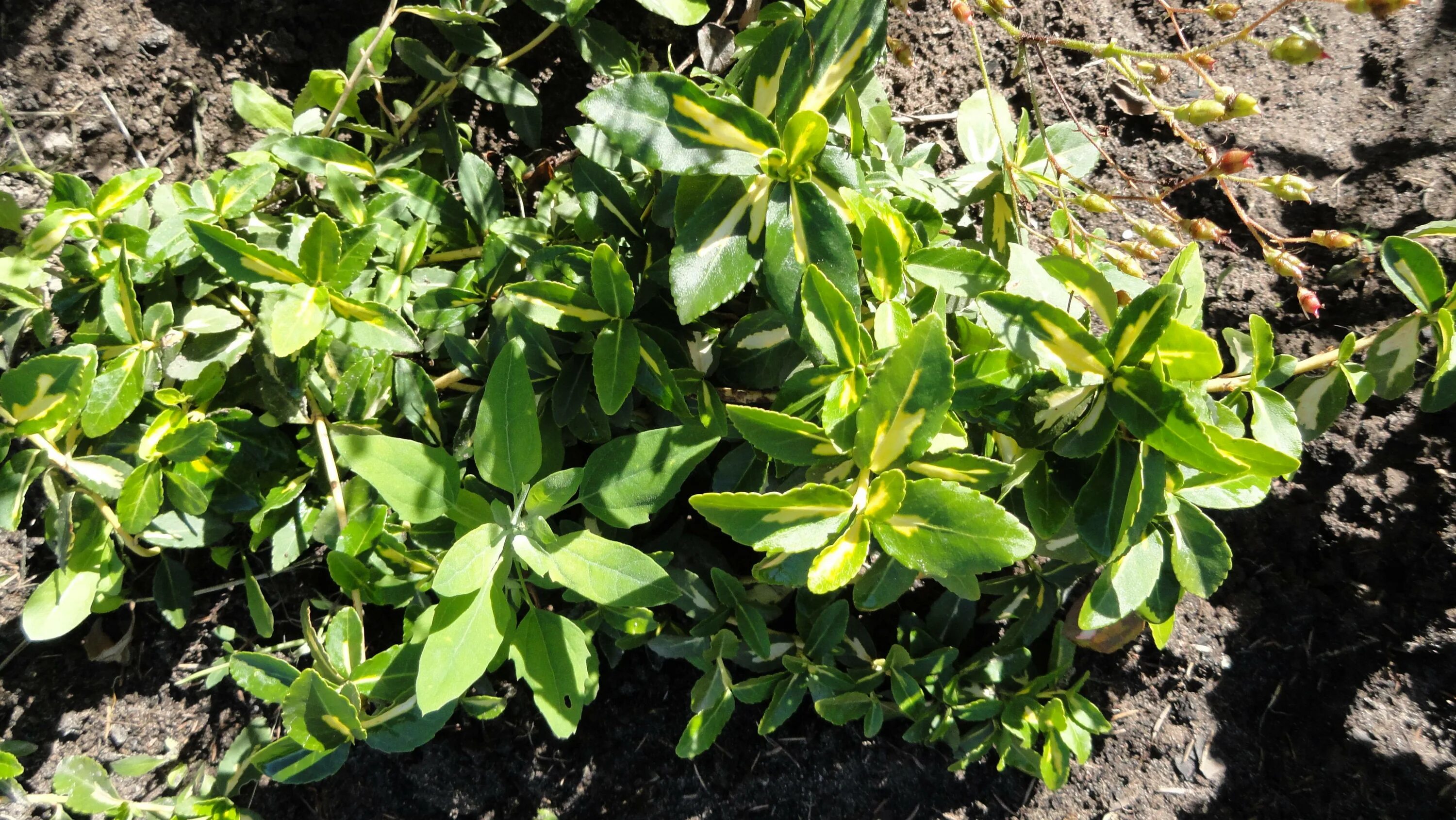 Бересклет японский в грунте. Бересклет альбомаргинатус. Бересклет ауреа. Бересклет форчуна саншайн. Бересклет форчуна.