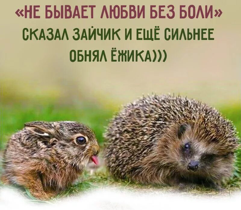 Картинка любящего ежика