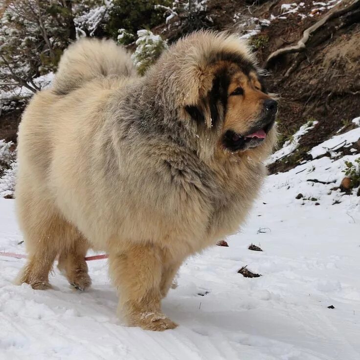 Bhotia (Himalayan Sheepdog): Dog Breed Information, Facts and Characteristics - 