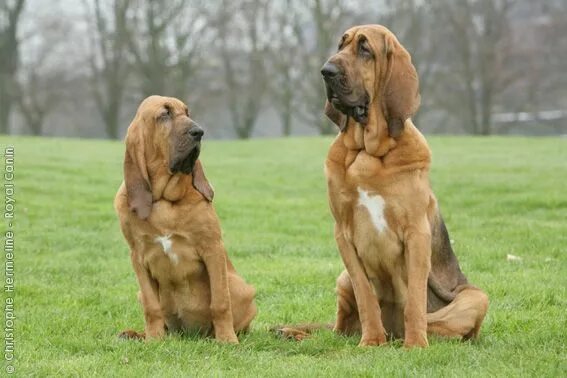Bloodhound regression