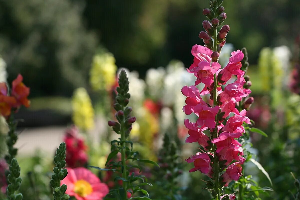 15 of the Best Annuals for Vivid Fall Color Gardener’s Path Fall plants, Annual 