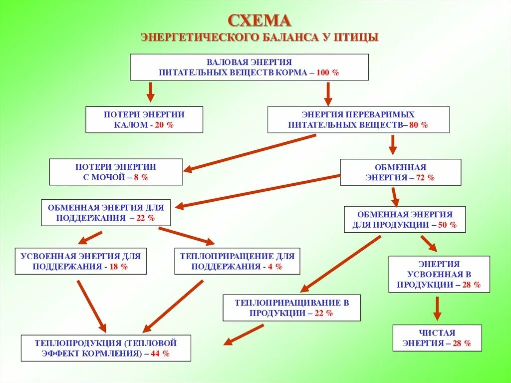 Схема обмена энергии кормов. Обменная энергия для корма птиц. Схема энергетического баланса. Особенности обмена веществ у птиц. Валовая энергия