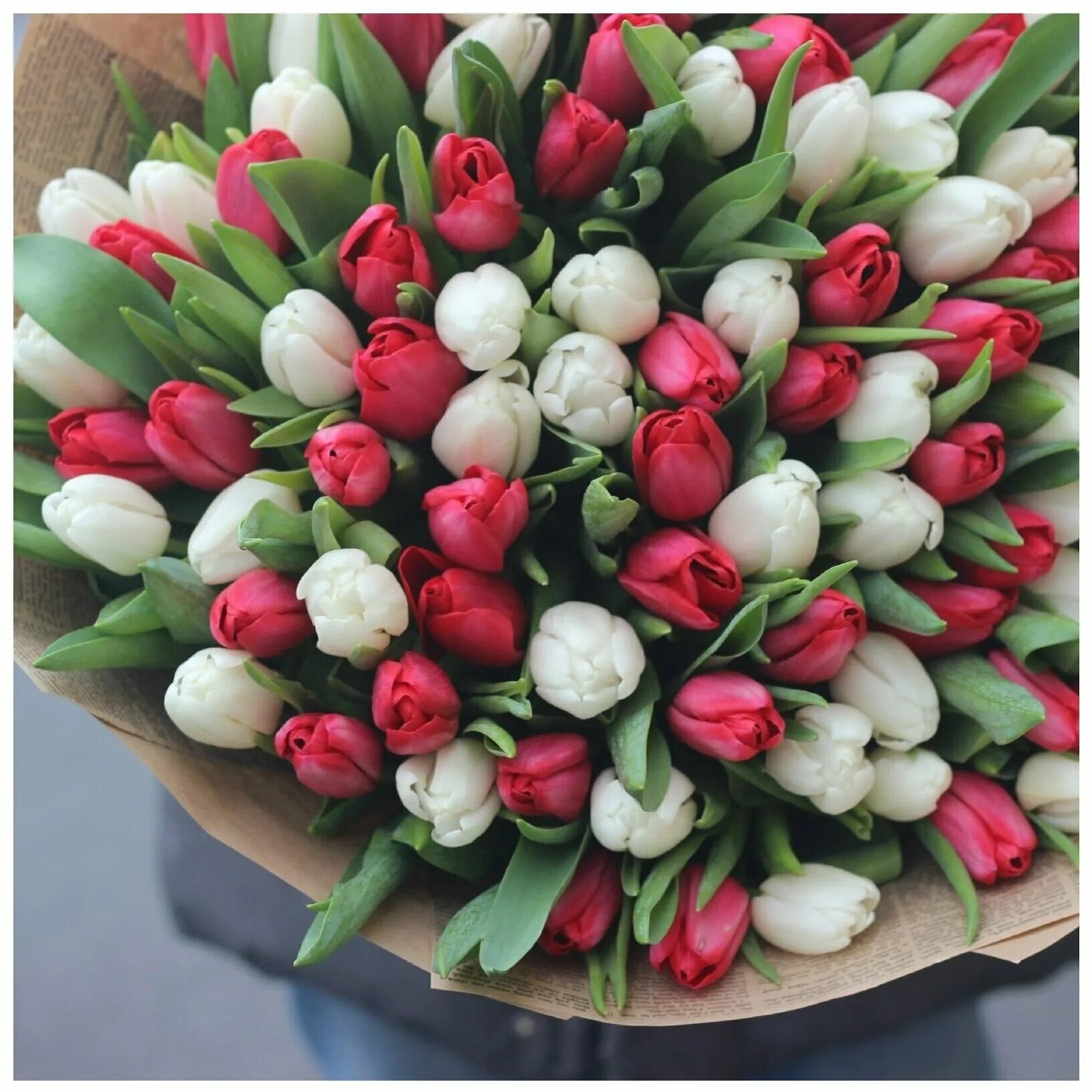 Букет тюльпанов микс. 101 красный тюльпан. 101 сиреневый тюльпан. 101 тюльпан. Букет 101 тюльпан.