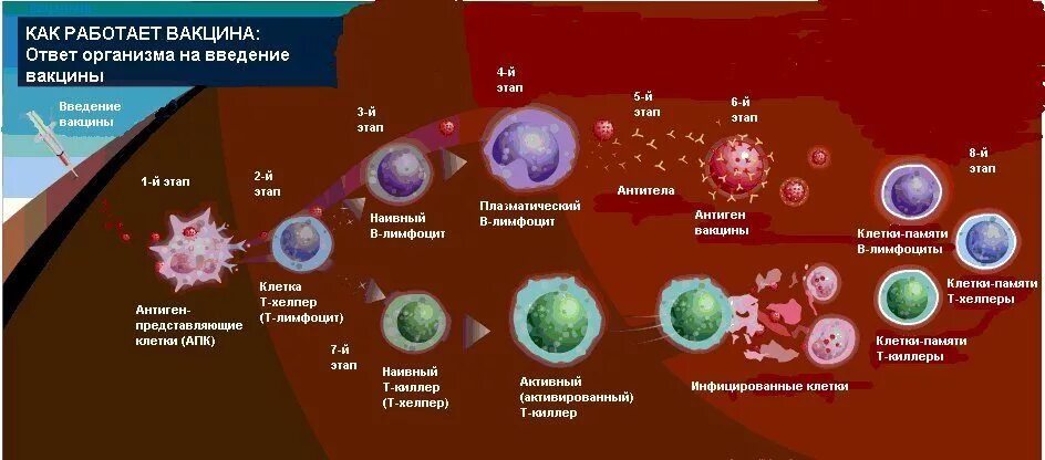 Влияние вакцин. Механизм формирования иммунитета при вакцинации. Схема работы иммунитета при вакцинации. Механизмы формирования иммунного ответа на вакцину. Иммунный ответ при вакцинации.
