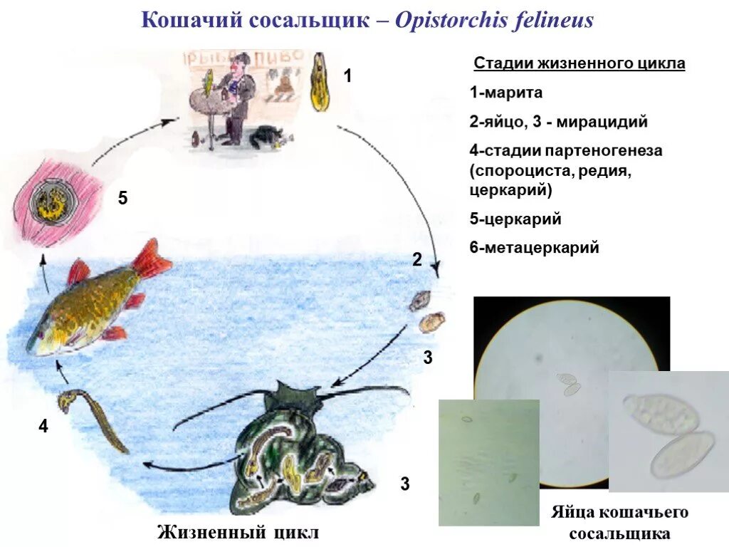 Жизненный цикл кошачьего сосальщика. Цикл развития кошачьего сосальщика схема. Жизненный цикл кошачьего сосальщика Opisthorchis felineus. Жизненный цикл кошачьего сосальщика схема.