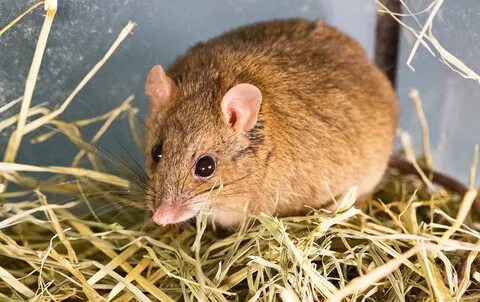 Bramble cay melomys