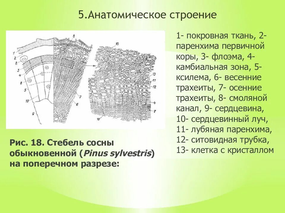 Ткань коры. Анатомическое строение стебля сосны. стебель сосны обыкновенной поперечный срез. анатомическое строение стебля хвойных. строение коры ветки сосны.