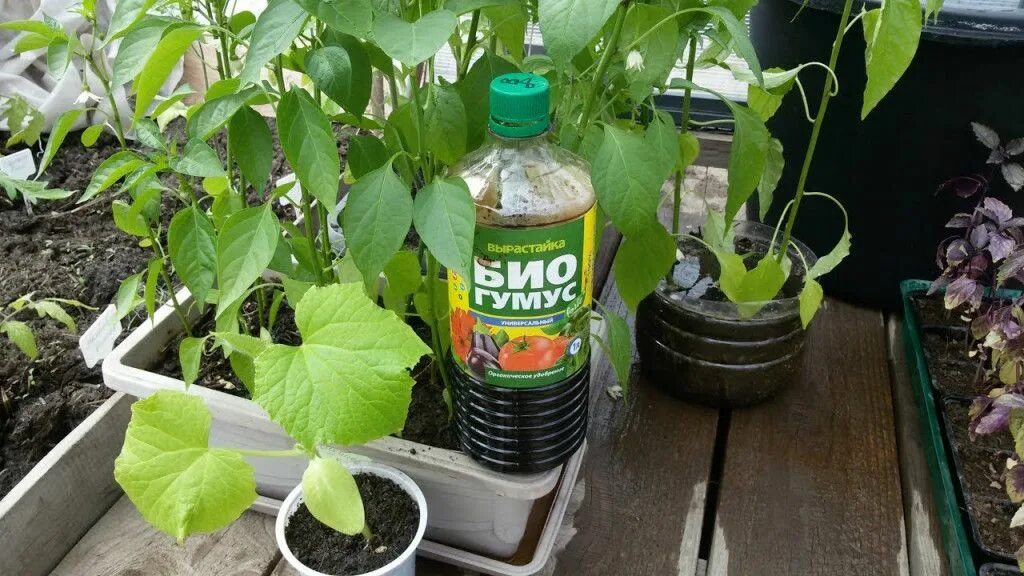 Биогумус жидкий как использовать. Биогумус для рассады томатов. Биогумус для огурцов. Жидкое удобрение для рассады. Биогумус для рассады цветов.