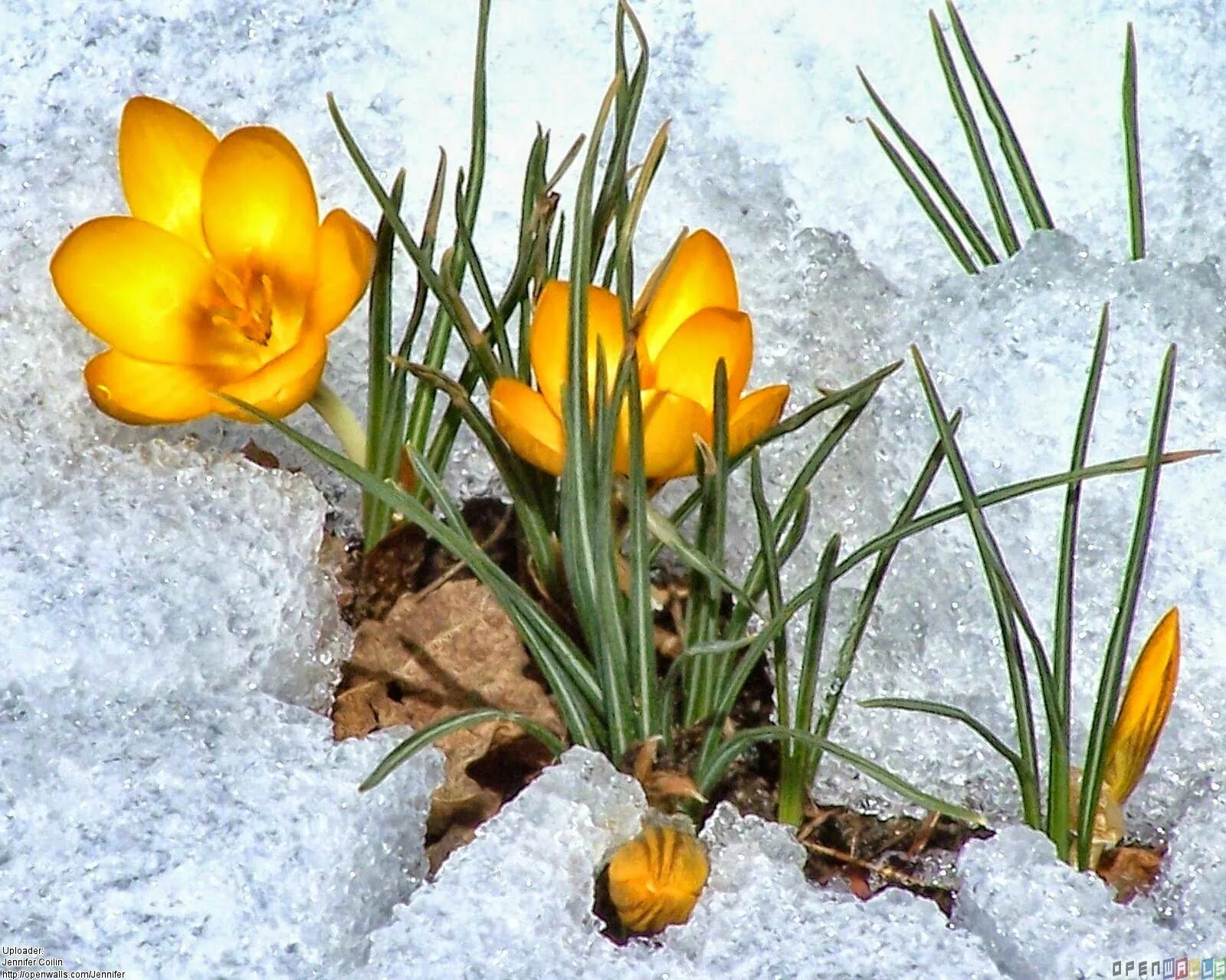Травянистые растения зимующие под снегом. Апрель подснежник. Чайковский подснежник. Из под снега торчат цветы. Из под снега торчат цветы.
