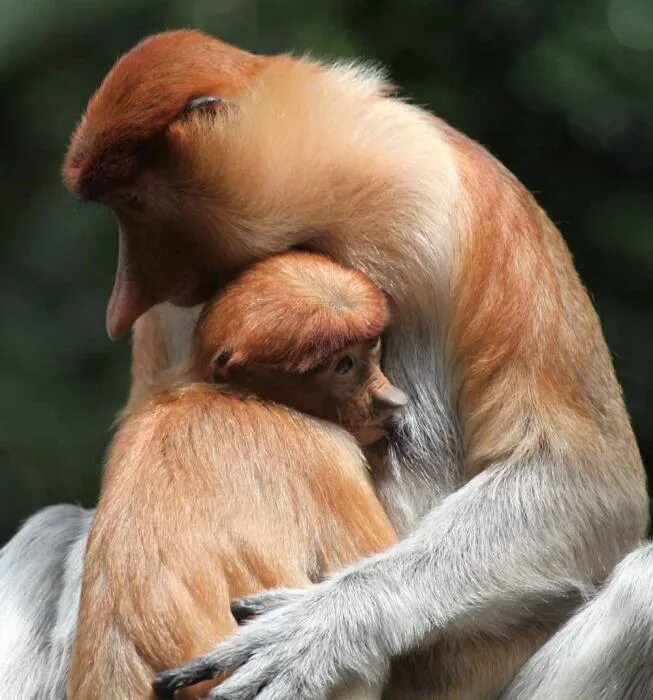 Animal couple. Любовь животных. Нежность животных. Животные пары. Смешные пары животных.