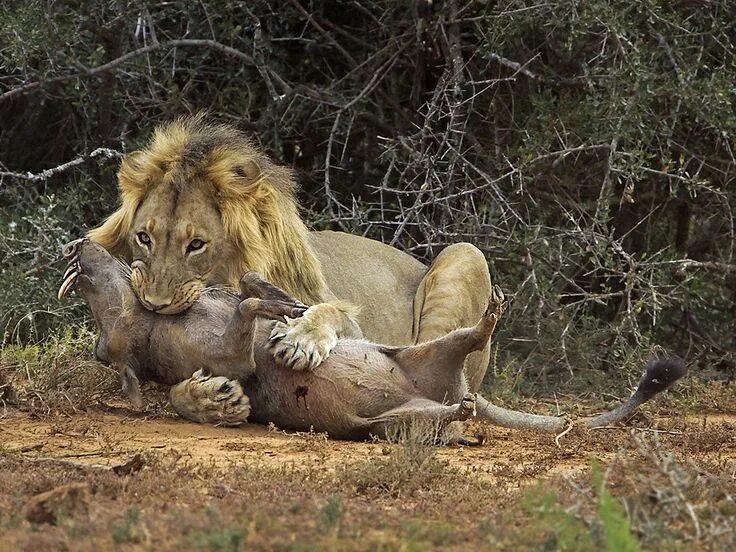 Young woman mauled to death by lions in South Africa