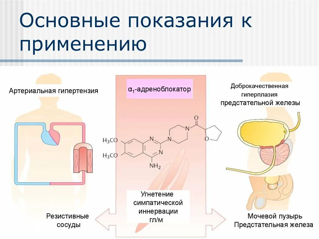 Альфа 1 и бета 1 адреноблокаторы препараты. Селективные в1 адреноблокаторы препараты. Селективность бета адреноблокаторов. Блокаторы Альфа 1 адренорецепторов. Действие альфа адреноблокаторов