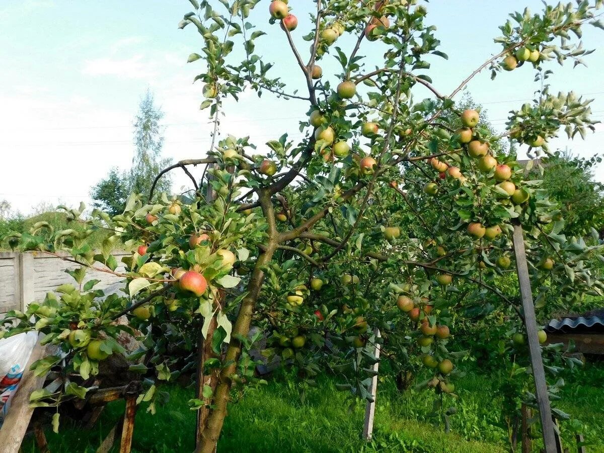 Карликовая яблоня сорта. Полукарликовые яблони. яблоня карликовая антоша. карликовый подвой м9 для яблони. яблоня на карликовом подвое.