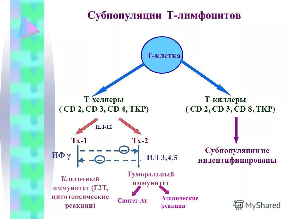 Функции т хелперов. Рецепторы дендритных клеток иммунология. Активация т хелперов. Т лимфоциты хелперы. Функции т лимфоцитов и функции в лимфоцитов.