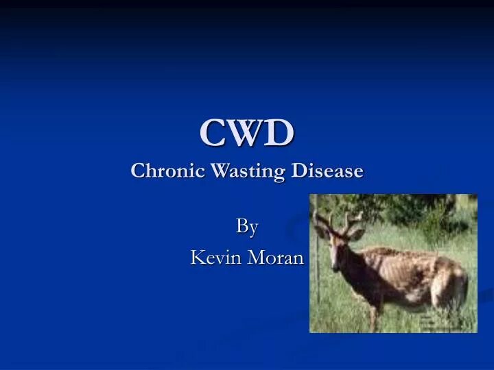 Хроническая изнуряющая болезнь cwd. Хроническая изнуряющая болезнь cwd