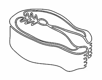 Кепнеп