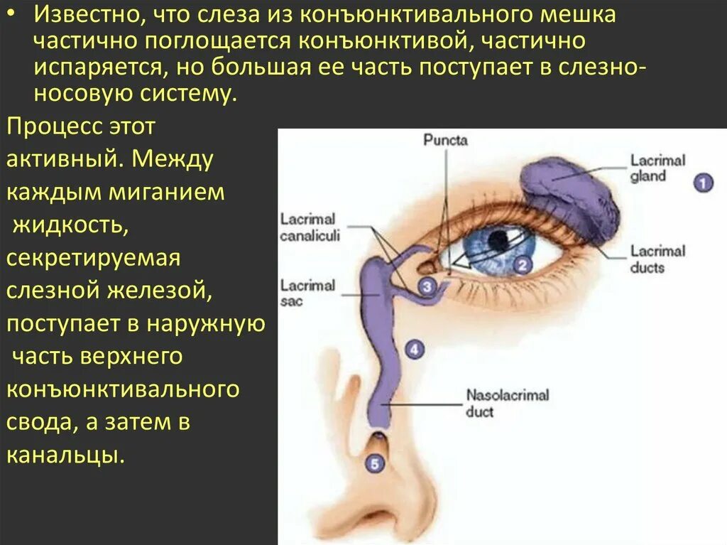 Верхний конъюнктивальный мешок анатомия. Нижний конъюнктивальный мешок глаза. Строение глаза конъюнктивальный мешок. Конъюнктивит мешок конъюнктивальный. Конъюнктива где