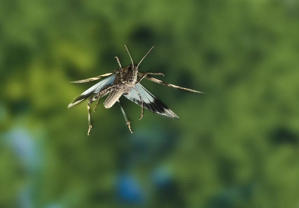 Кобылка голубокрылая Oedipoda caerulescens. Кузнечик кобылка голубокрылая. Саранча голубокрылая кобылка. Oedipoda caerulescens.