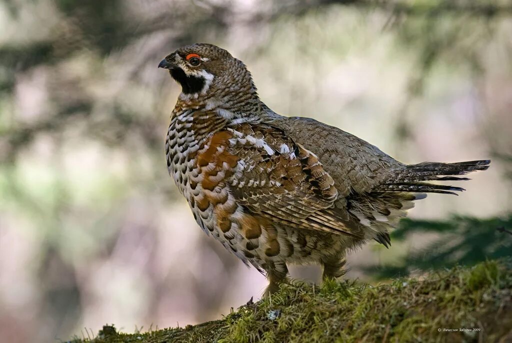 Боровая дичь рябчик. Рябчик токует. Дятел. Рябчик уссурийский птица. Обыкновенный глухарь.