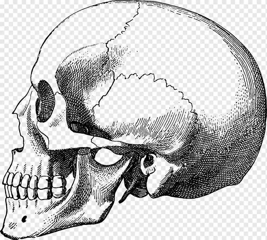 Череп сбоку рисунок анатомия. Череп скелета сбоку. Скелет головы (череп) вид сбоку. Череп сбоку схема. Bone head