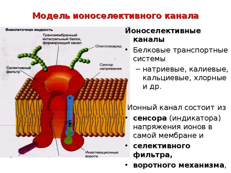 Селективные ионные каналы. Селективные ионные каналы. Структура ионного канала. Селективные ионные каналы. Ионные каналы: структура и функции.
