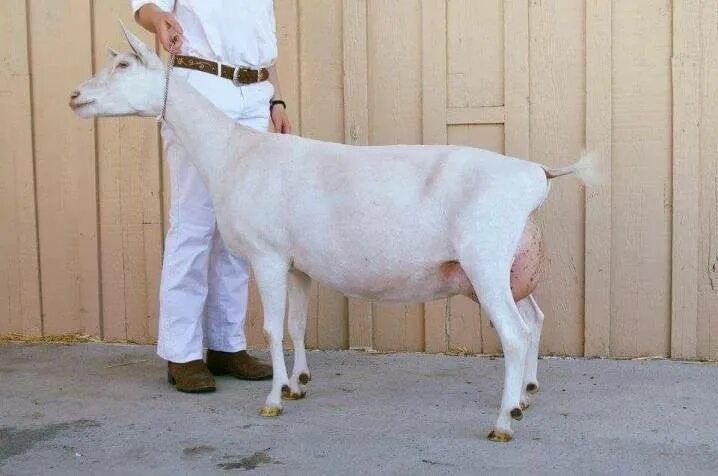 Породы коз без запаха молока. Нубийская коза молочная продуктивность. Козы породы битал. Породы коз молочных. Породистые козы для молока.