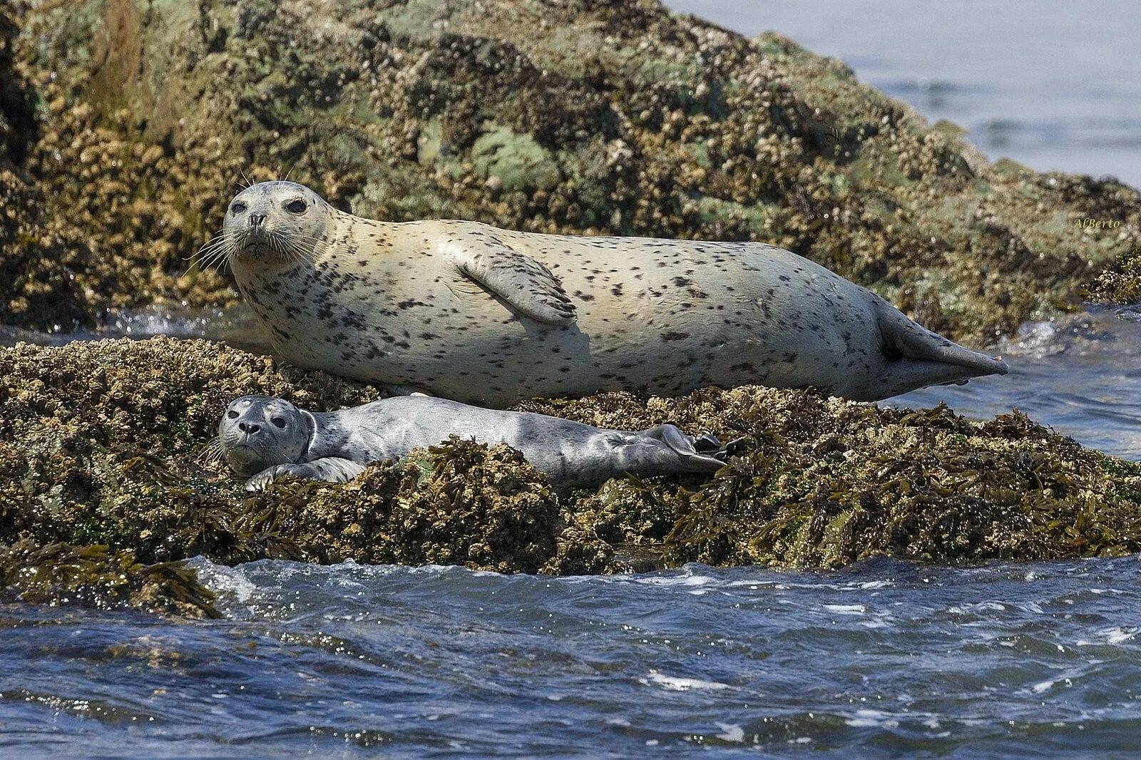 Нерпы ларги в приморье. Пятнистый тюлень ларга. Ларга дальневосточная нерпа. Пятнистый тюлень ларга. Морской котик пятнистый.