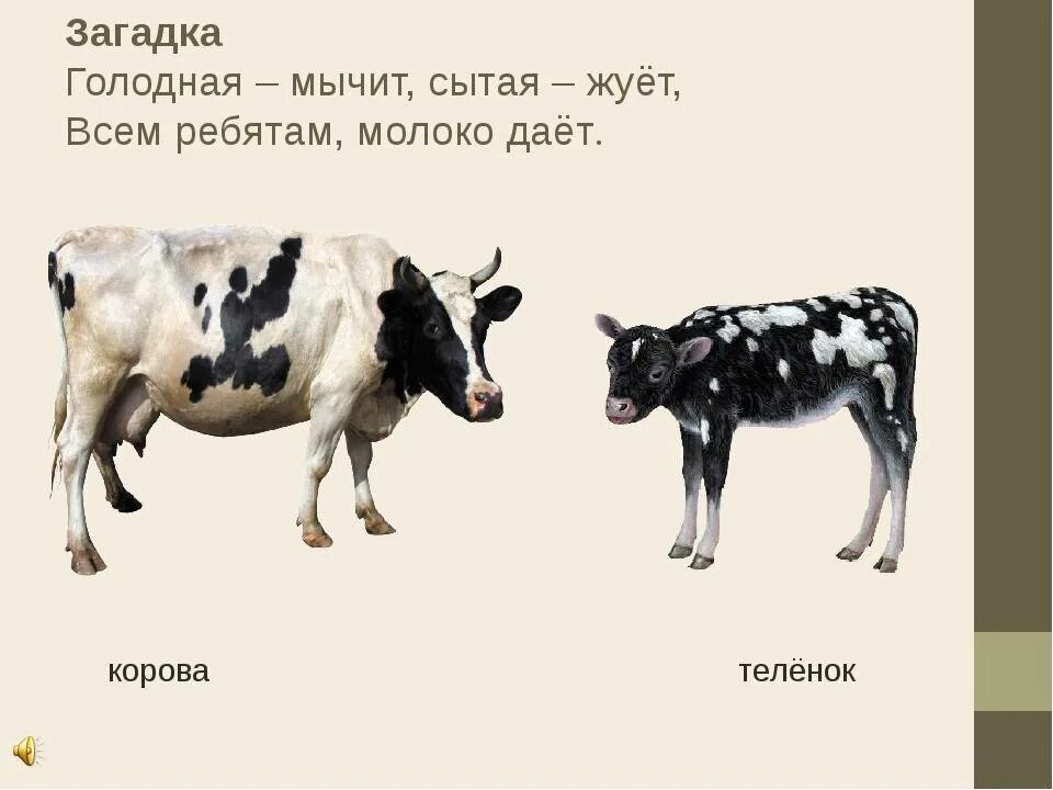 Почему ребенок мычит. Части тела коровы для детей. корова мычит картинка для детей. маленький теленок мычит.