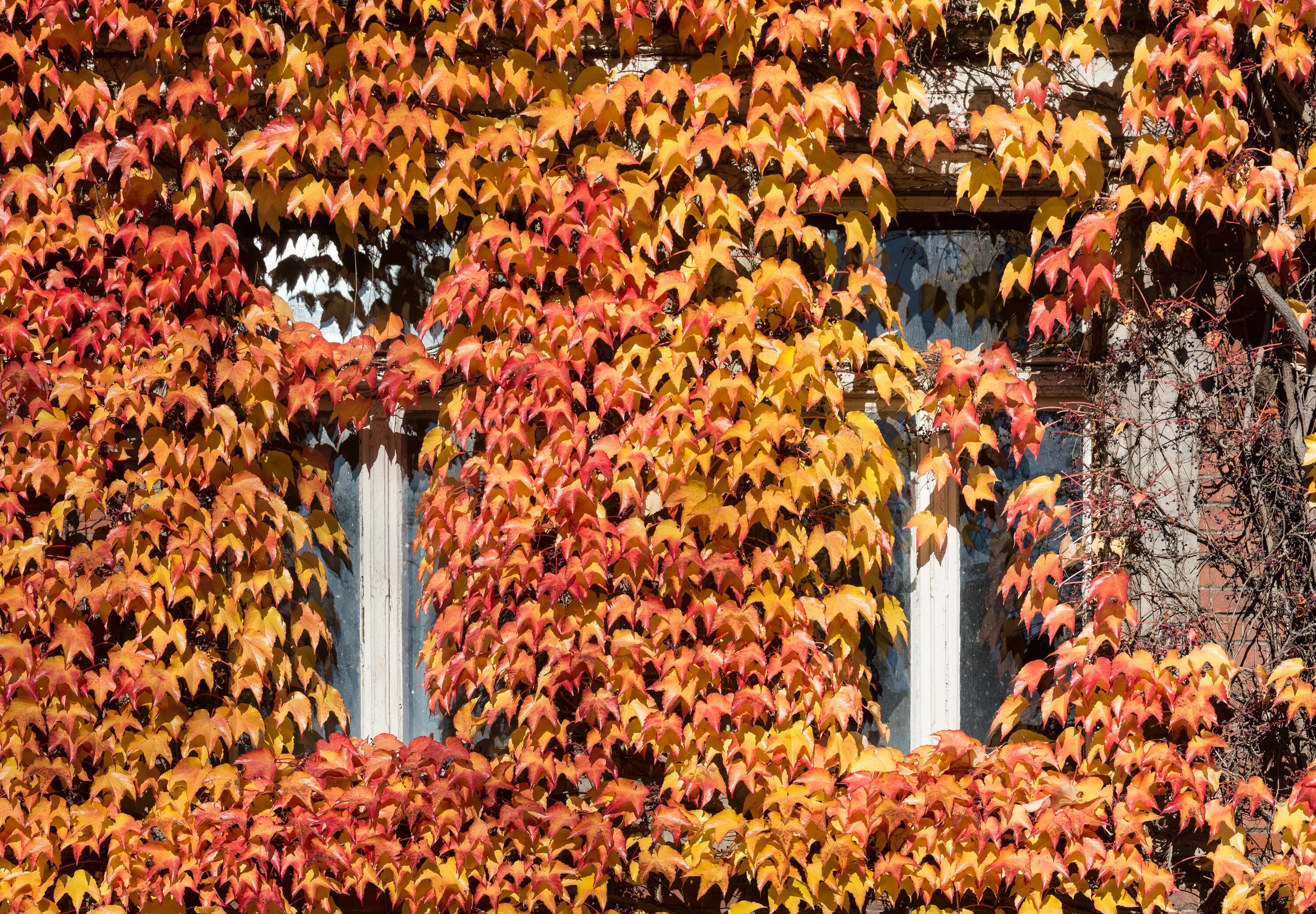 Виноград девичий триостренный. Виноград девичий (Parthenocissus inserta). Лиана девичий виноград триостренный. Девичий виноград триостренный вича. Виноград пятилисточковый партеноциссус.