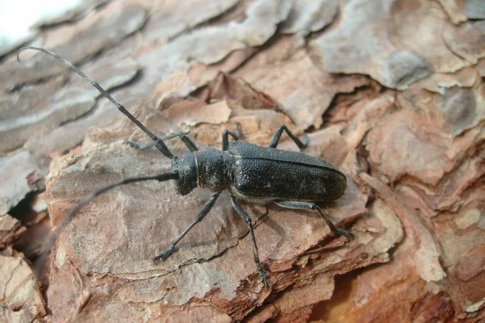 жуки украины. Chrysobothris affinis. места обитания жуков. украинский жук. ковровый жук кожеед.
