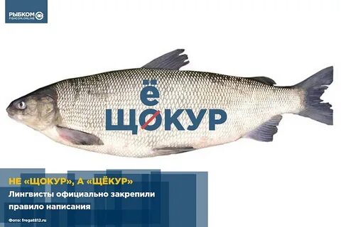 Щекур и муксун отличия