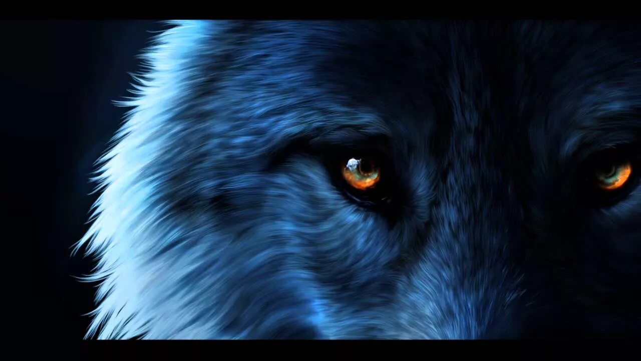 Глаза волка ночью. Волк с желтыми глазами. Глаз волка. Синий волк. Взгляд волка.