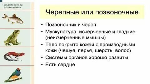 Группа позвоночных животных тип почек