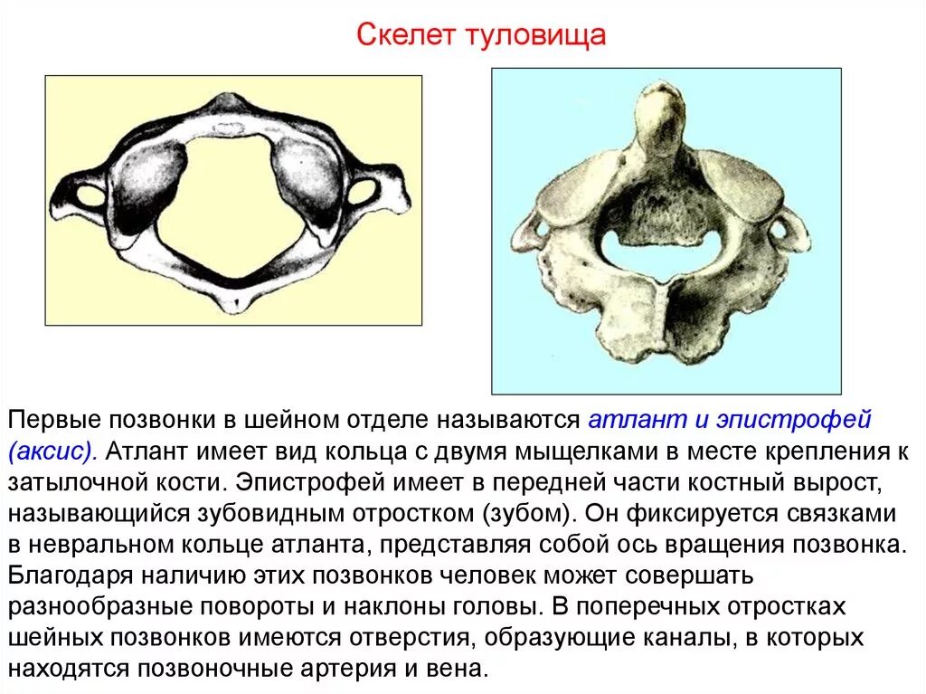 Характеристики позвонков шейного отдела. Позвонки Атлант и эпистрофей. Атлант и второй позвонок. Позвонки шейного отдела 1 и 2 Аксис и Атлант. Первый позвонок Атлант строение.