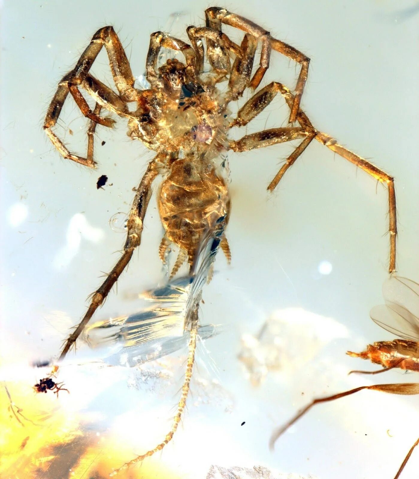 Предки паукообразных. Chimerarachne Yingi. Древний хвостатый паук в янтаре. Древние пауки Арахниды. Мегарахна паук.
