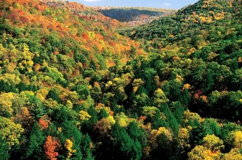Forest species