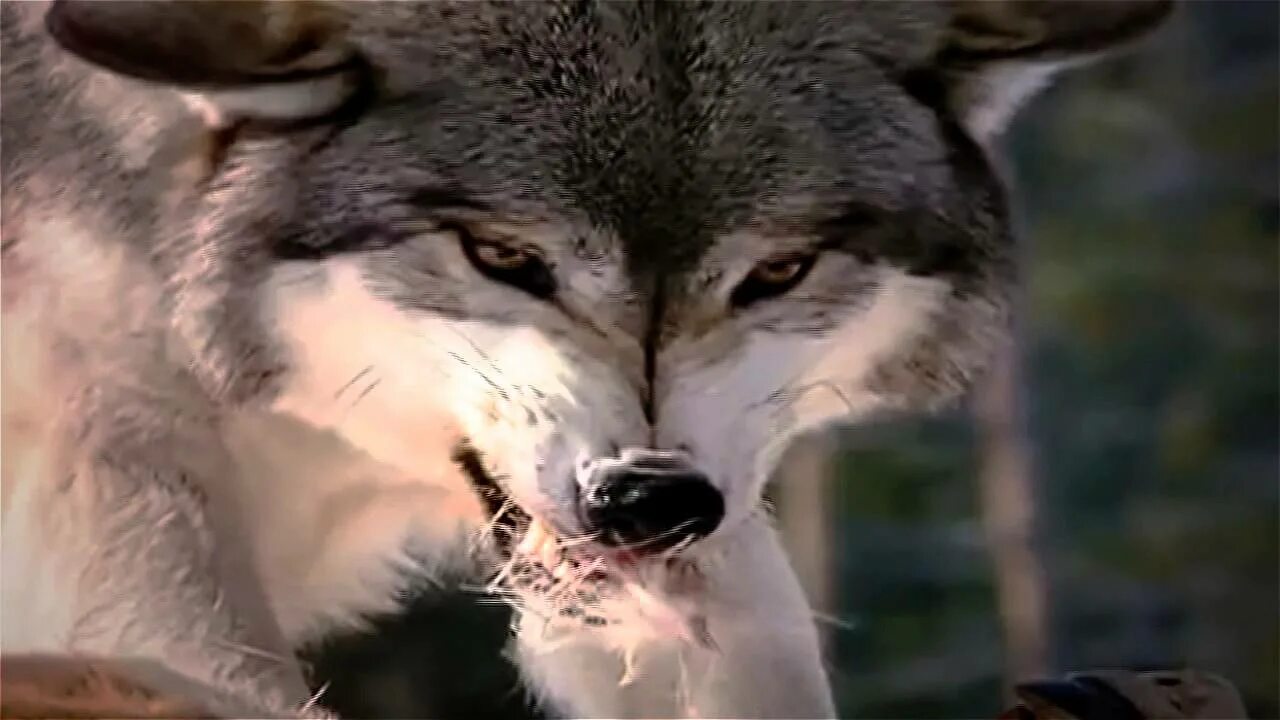 Бурятские волки. Р. Волк в лесу. Волк обыкновенный (canis lupus). Среднеазиатский волк.