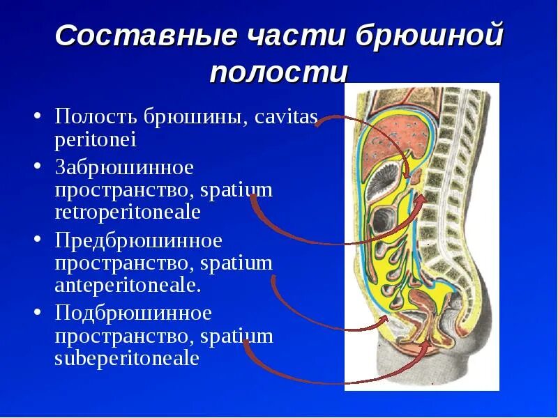 Забрюшинное пространство поперечный срез. Фасции и клетчатка забрюшинного пространства. Забрюшинное пространство топографическая анатомия. Забрюшинная полость что это. Органы брюшной полости по отношению к брюшине.