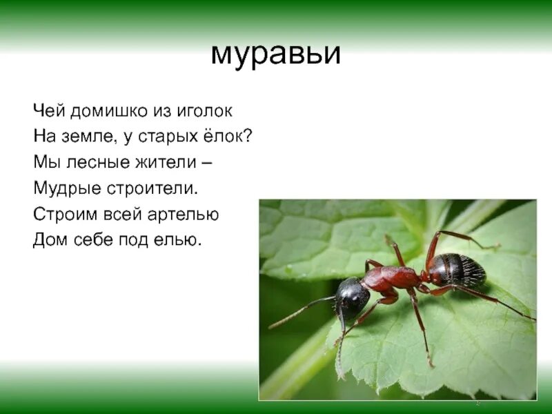Загадка про муравья. Загадки про муравьёв. Загадка про муравьев. Стих про муравья для детей. Текст муравей 2 класс