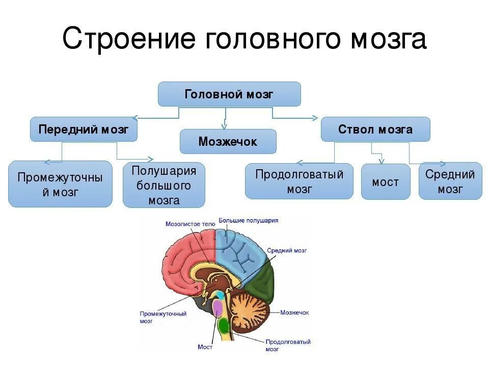 Отделы головного мозга расположение строение функции. Строение и функции головного мозга отделы задний мозг. Структуры головного мозга биология 8 класс. Структура отделов головного мозга схема.