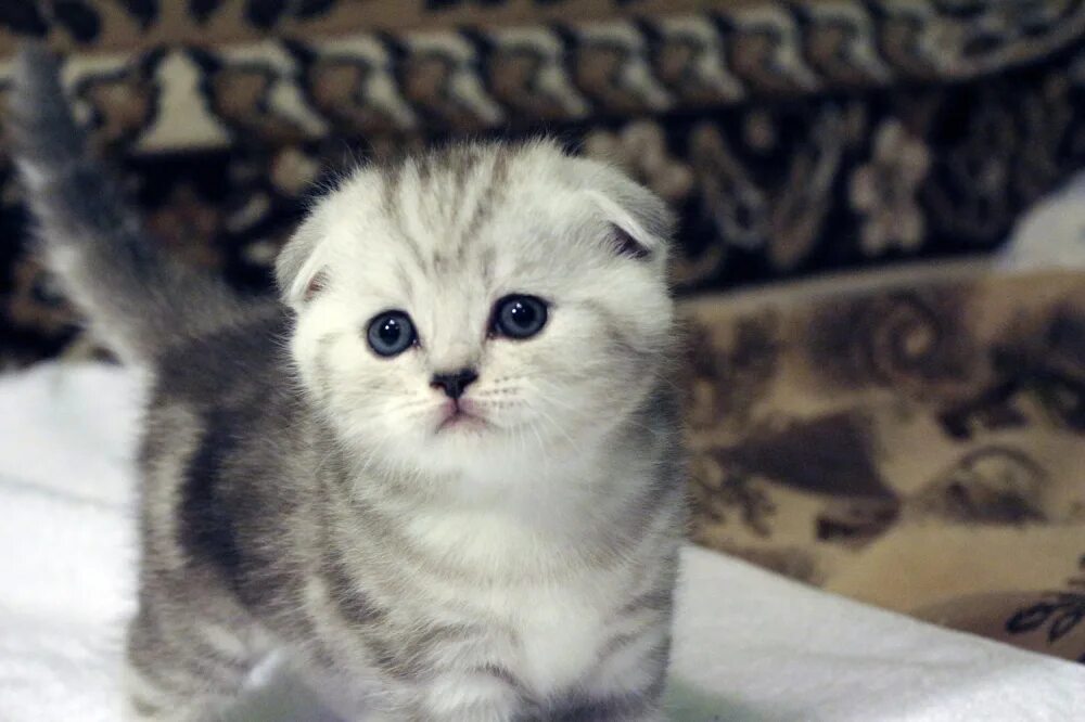Котята шотландские вислоухие лиловые и голубые. Скоттиш фолд котята. Вислоухие котята шотландцы. Продам шотландских котят. Продам шотландских котят.