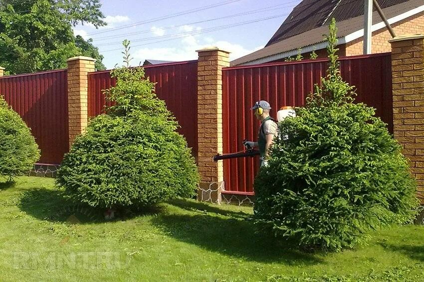 Ель Сибирская изгородь. Сосна Кедровая изгородь. Хвойно Лиственная Живая изгородь. Деревья перед забором.