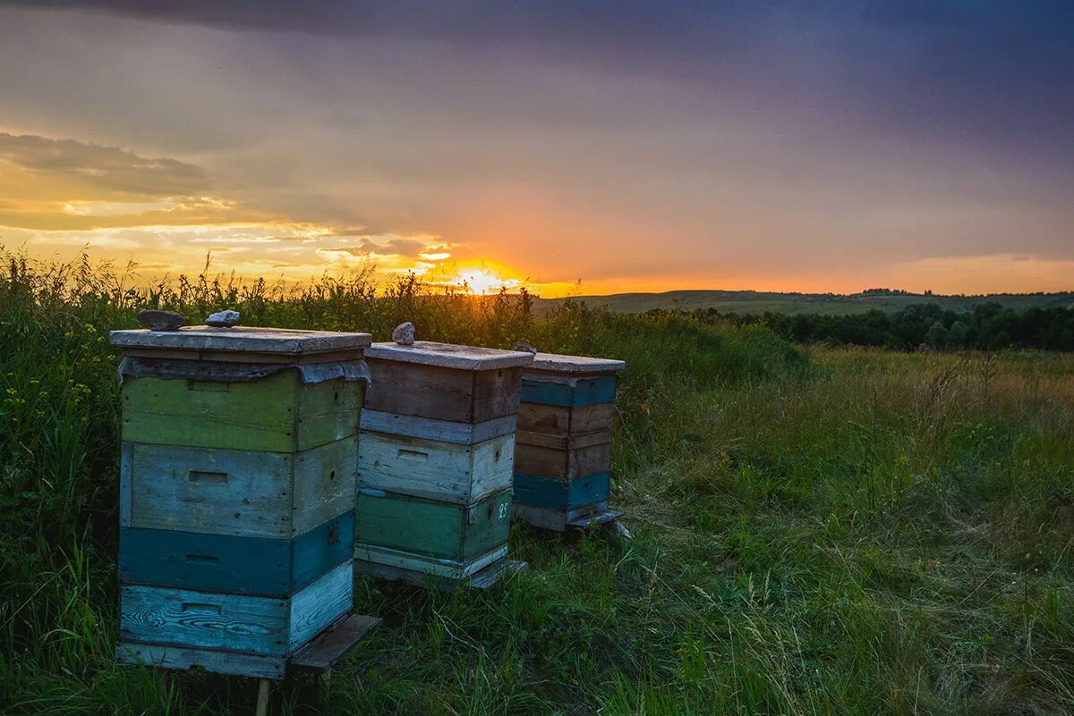 Пасечное Пчеловодство. Пчелы ульи пасека. Улей на пасеке. Пчелы в улье. Купить пчелосемьи в воронежской области 2024 году